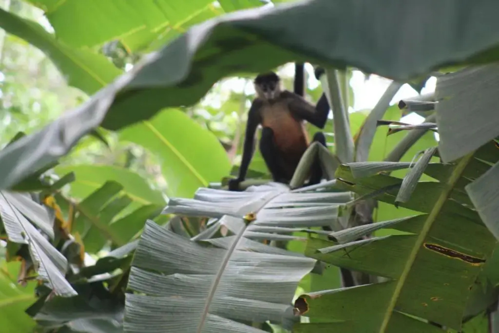Finca Orgánica Guarumo
