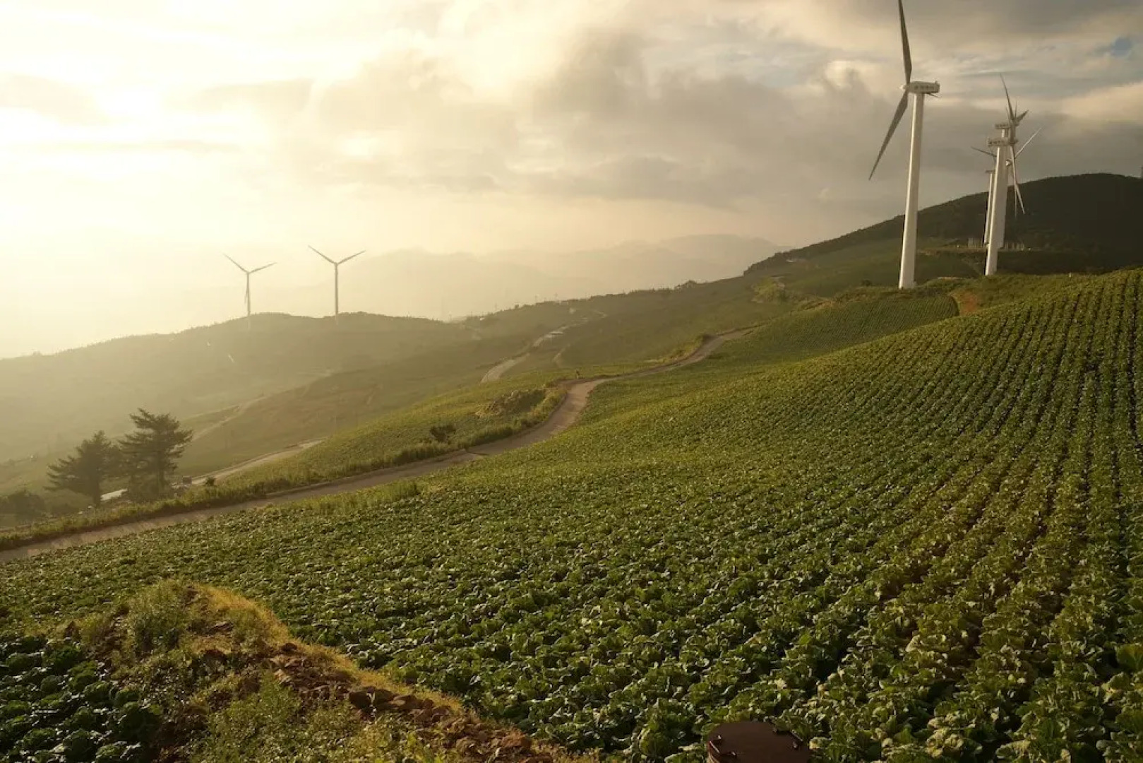 Bluemoon Guest House - Hostel