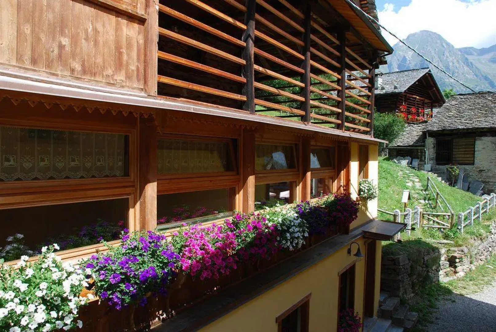 Casalpina Regina Margherita