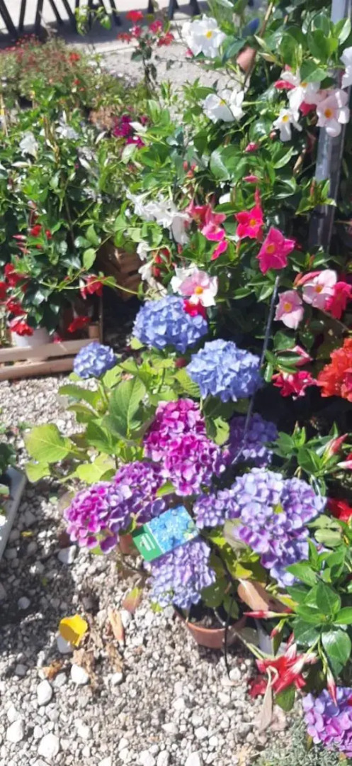 Summer House Bougainvillea by Dubrovnik Colors