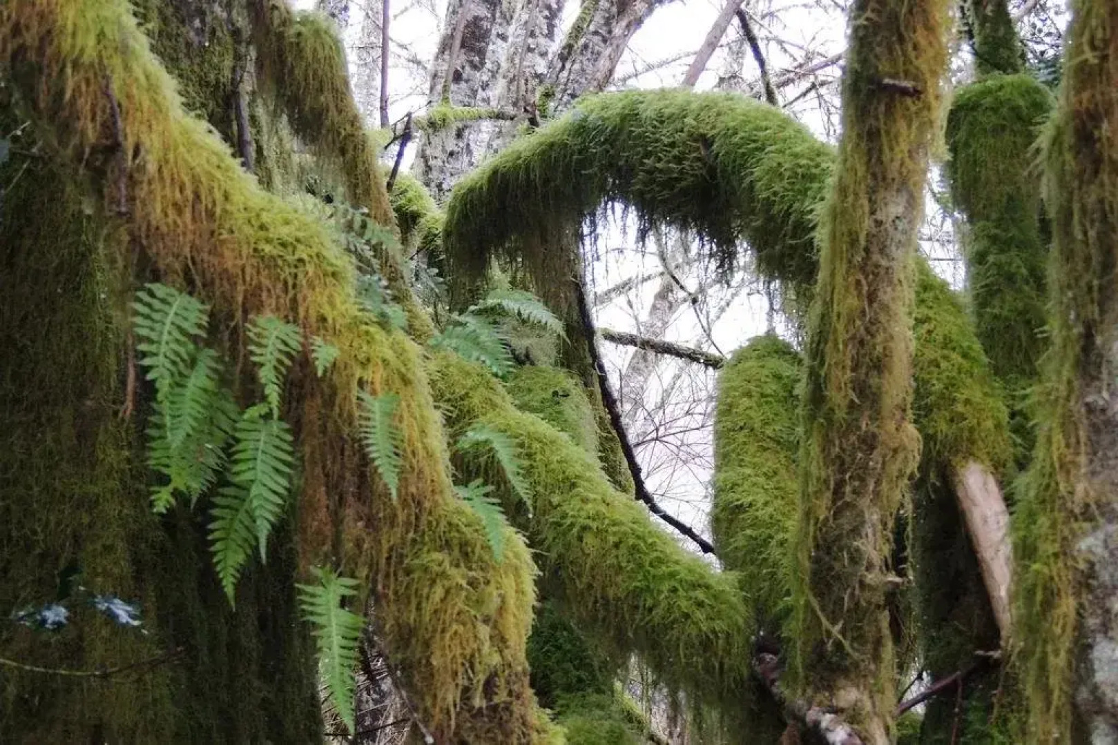 Remote Renfrew Riverside Retreat