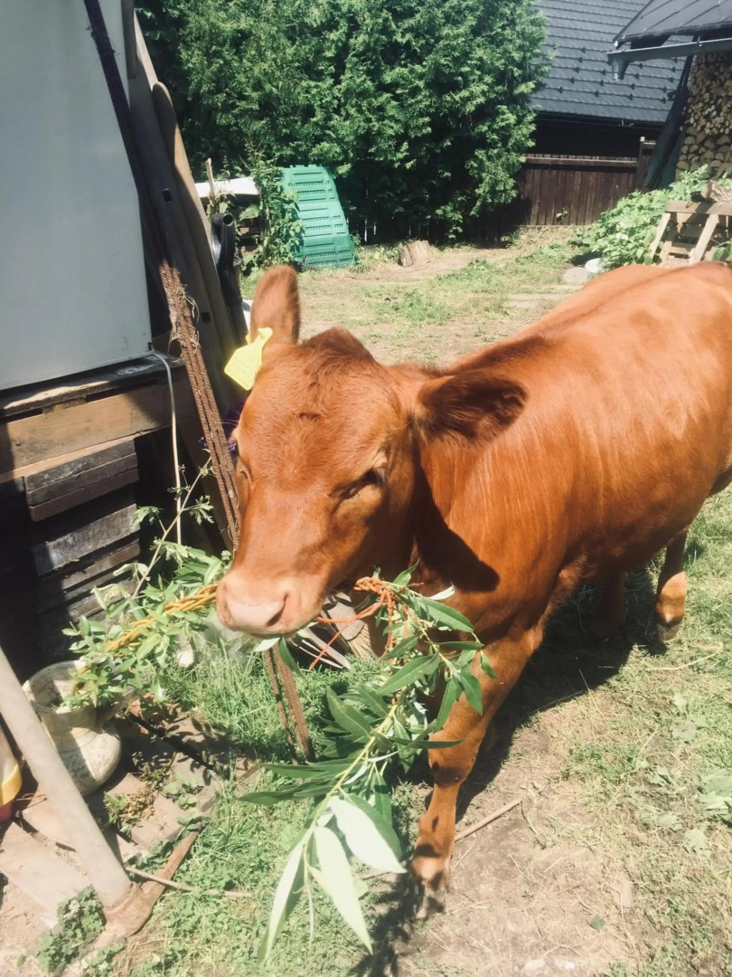 Penzion U Lucerny s malou farmičkou