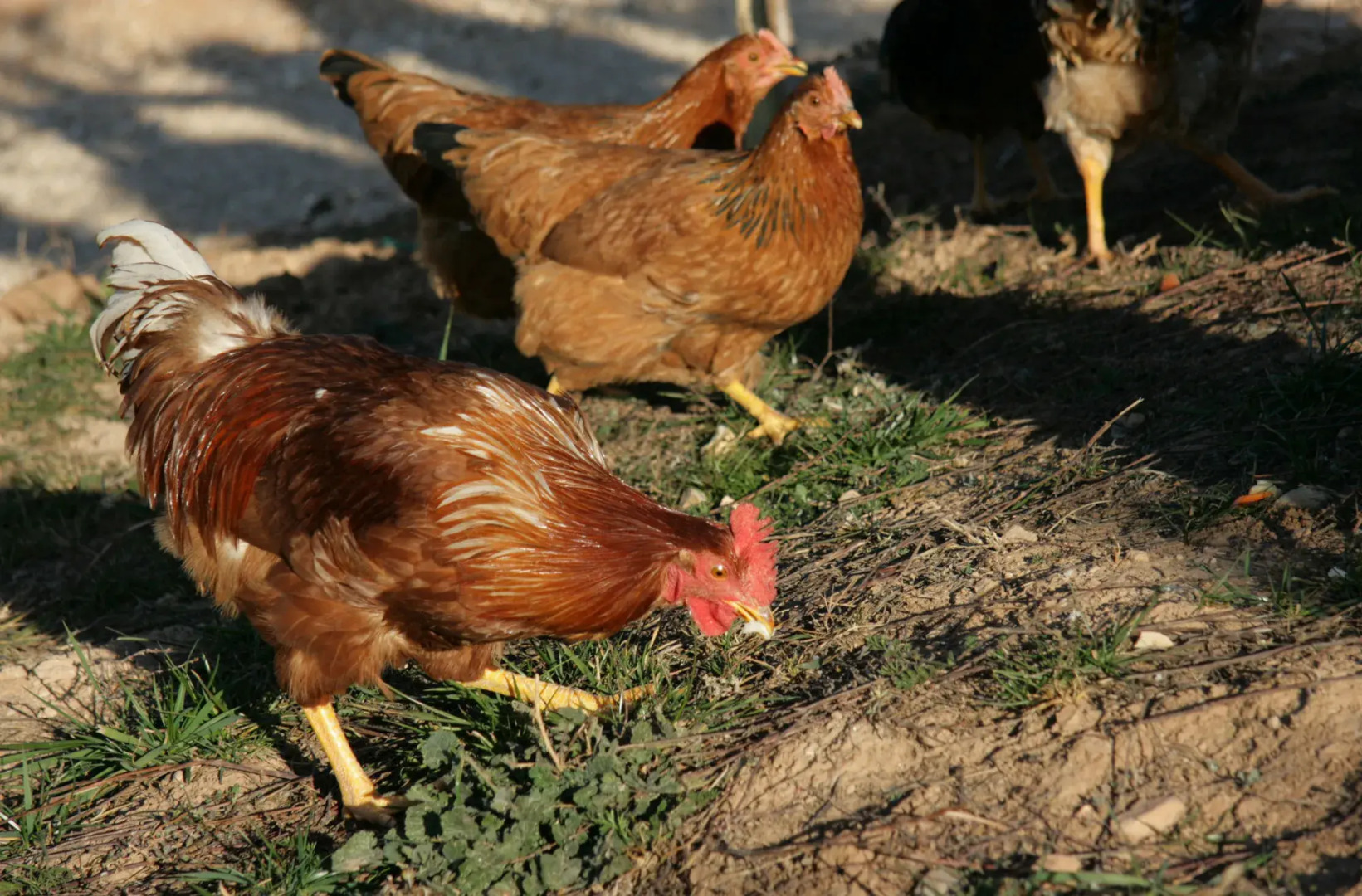 Vilar Rural d'Arnes by Serhs Hotels