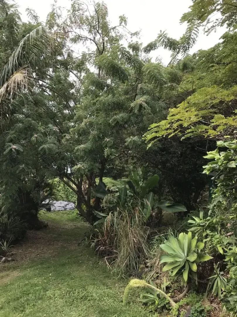 Sweet Spot Stay - Tikis and Treetops