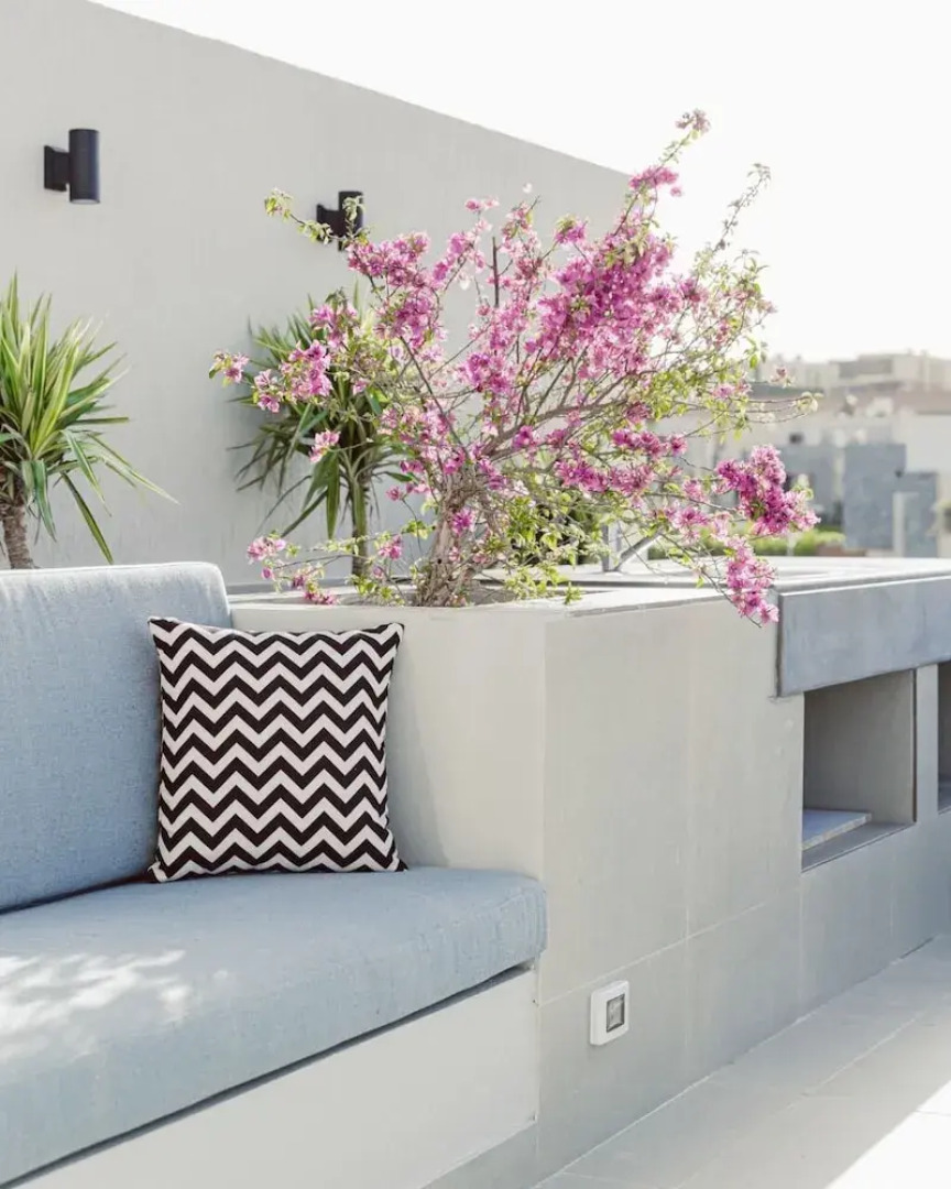 Bird Nest At Sheikh Zayed