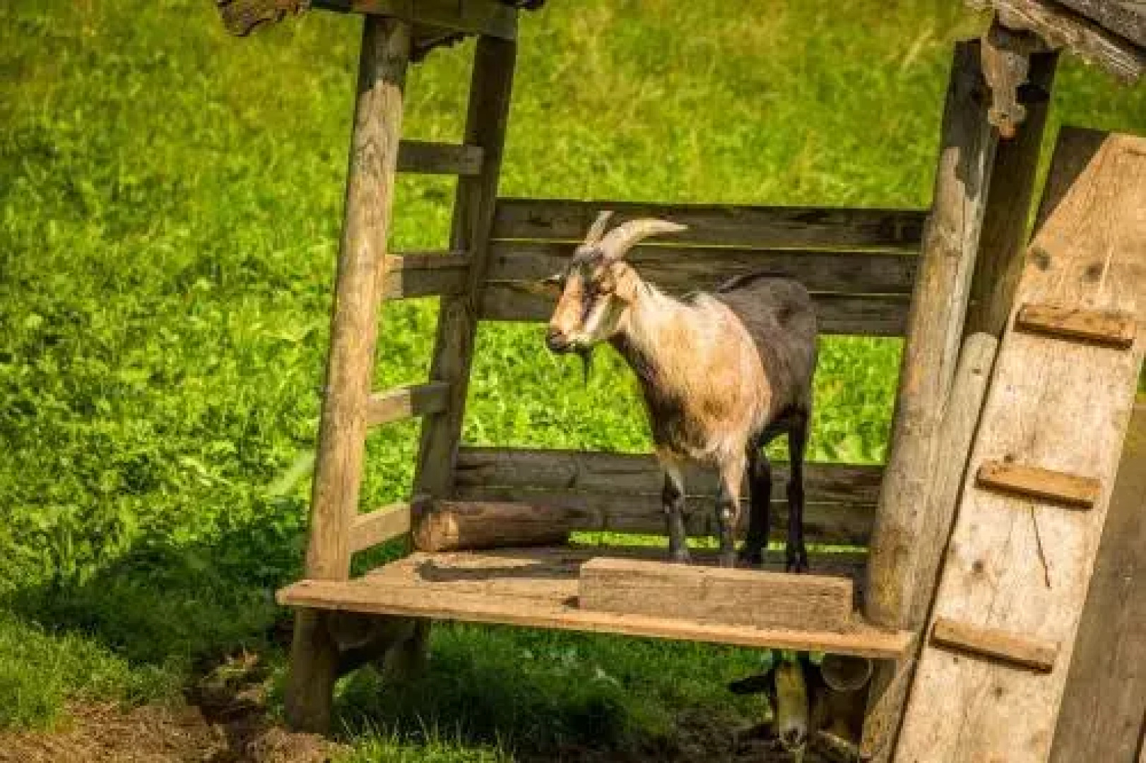 Wohlfühlbauernhof Bambichlhof