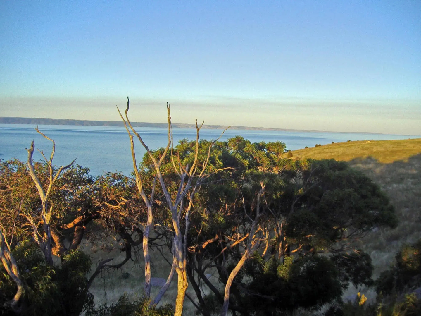 Sea Dragon Kangaroo Island