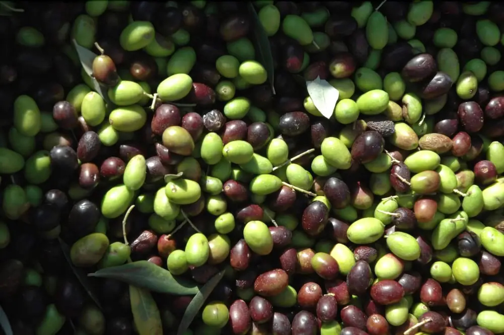 Agriturismo Campo di Luna