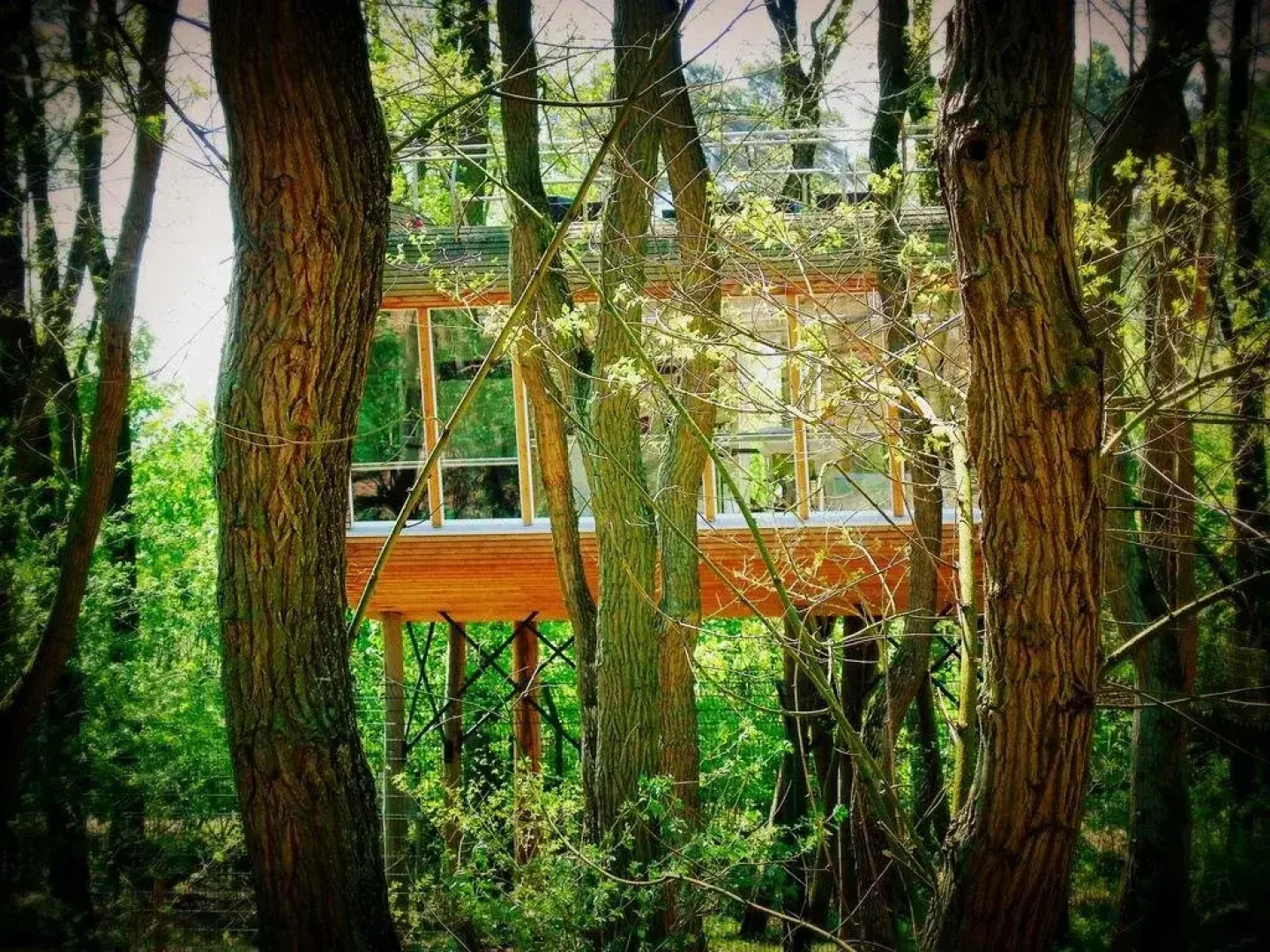 Tree Inn - Das Baumhaushotel