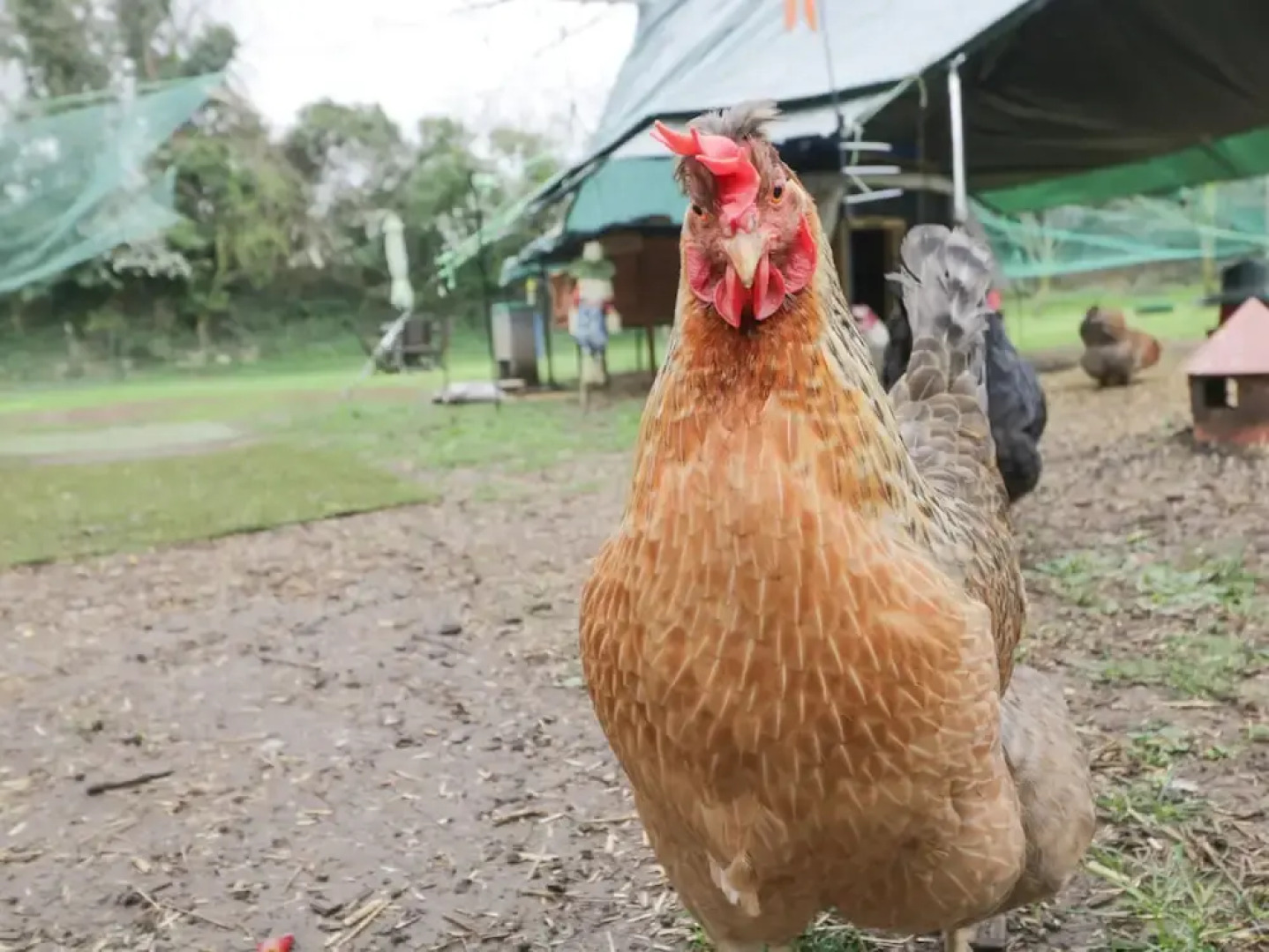 Orchard House Cottage