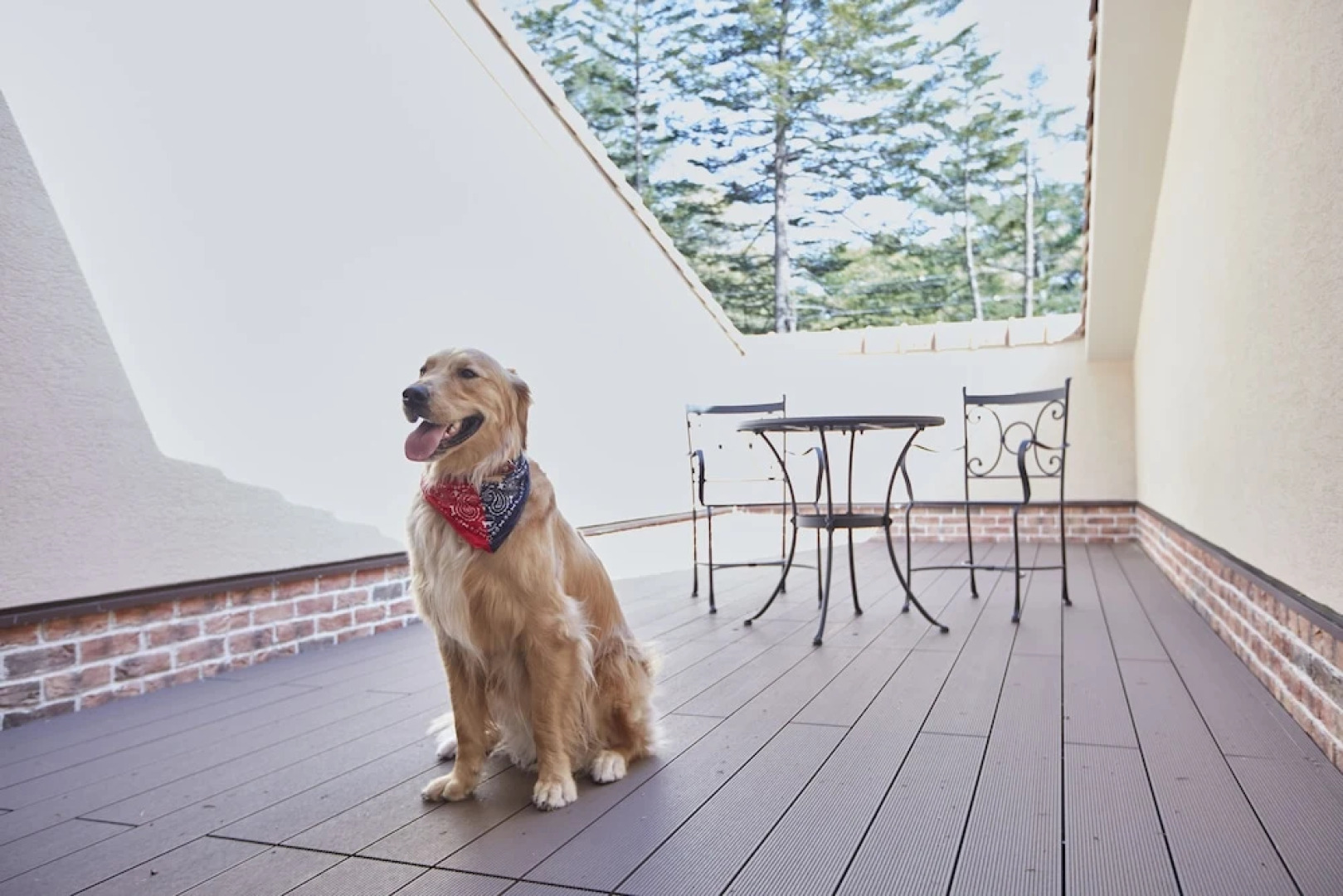 Le Chien Kyuu Karuizawa