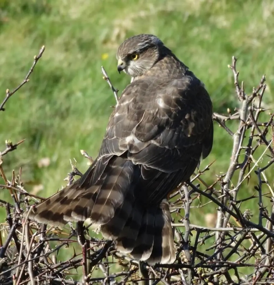Yew Tree Cottage B&B