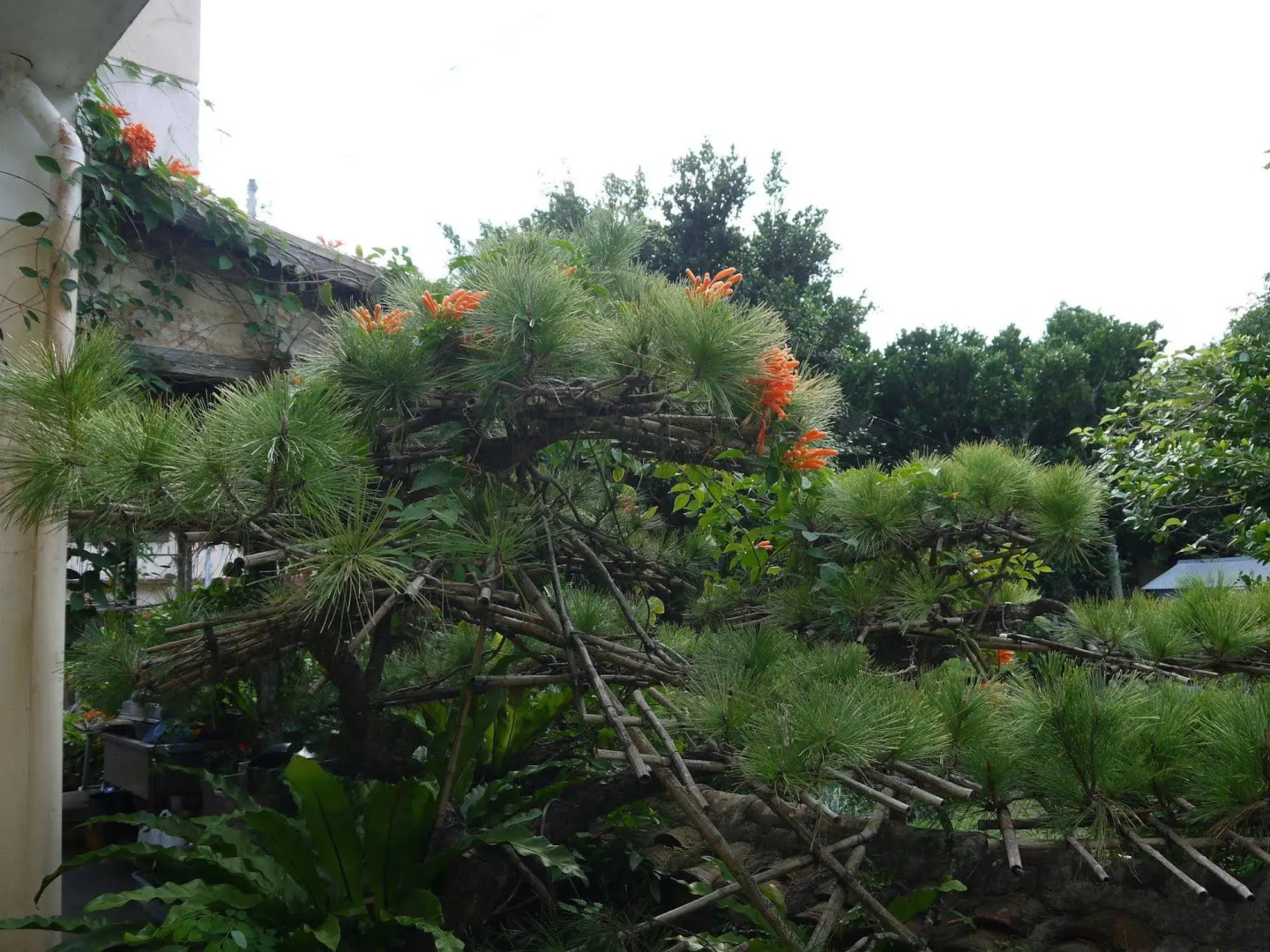 Joyful Chingushi <Tokashikijima>