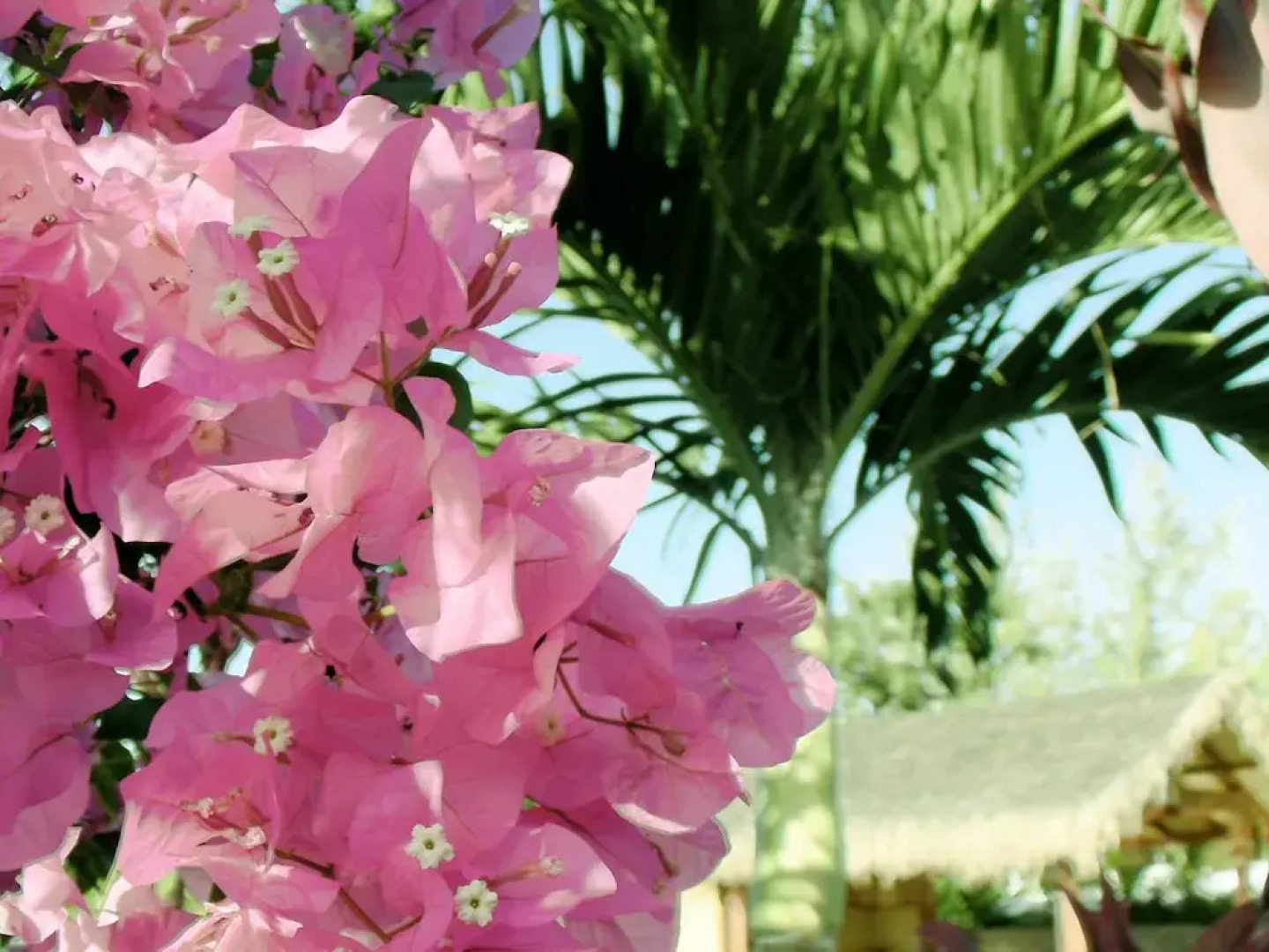 Maui Meadows Guest House