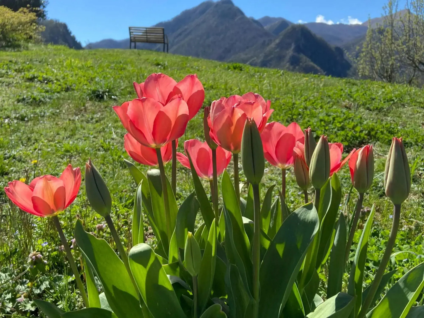 Graceful Cottage in Vergemoli with Private Fenced Garden