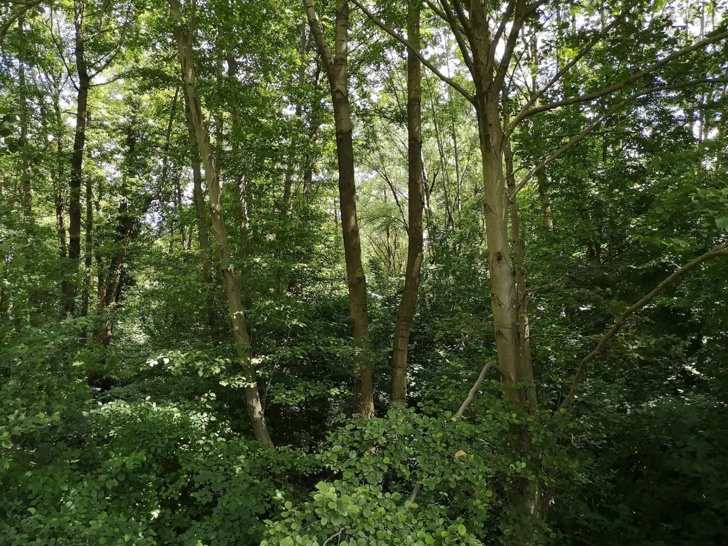 Stellar Apartment in Detmold With Garden