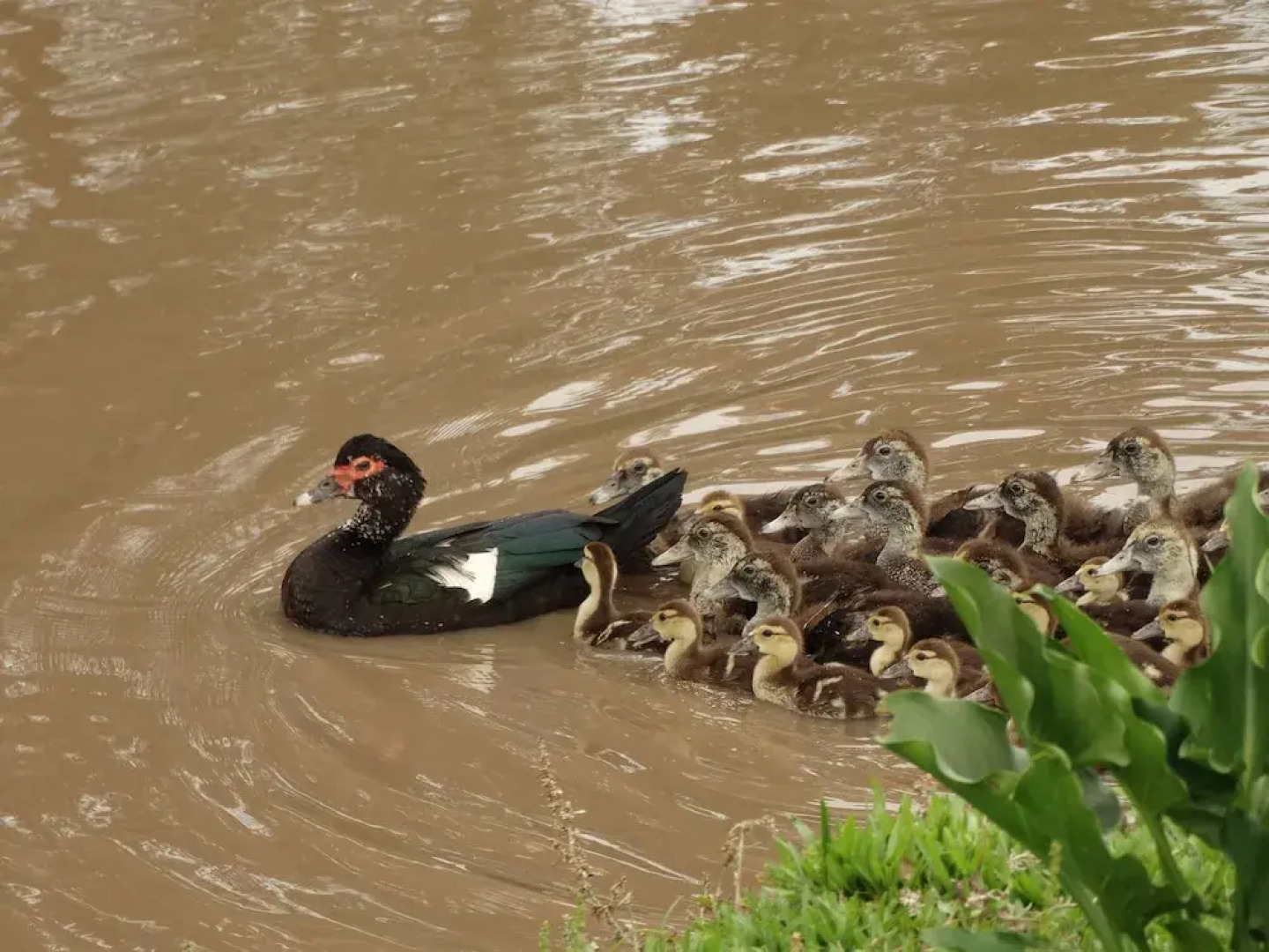 Pousada Recanto dos Pôneis