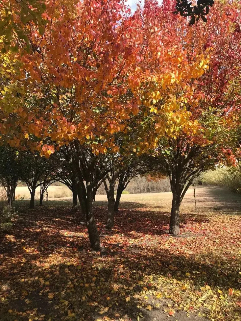 The Plantation House Boutique Inn