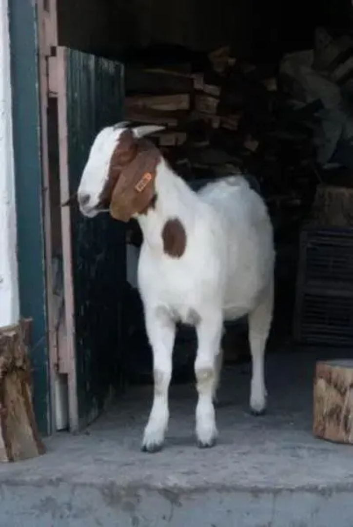 Rockhaven Farm
