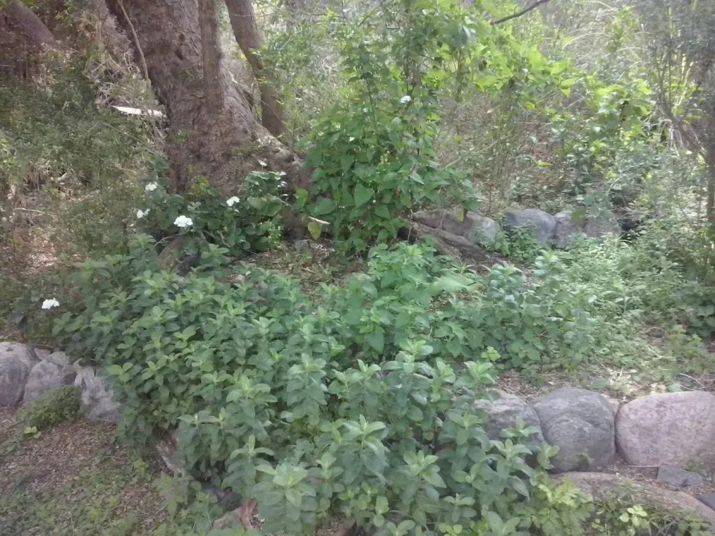 Wilka Pacha - Casas Serranas