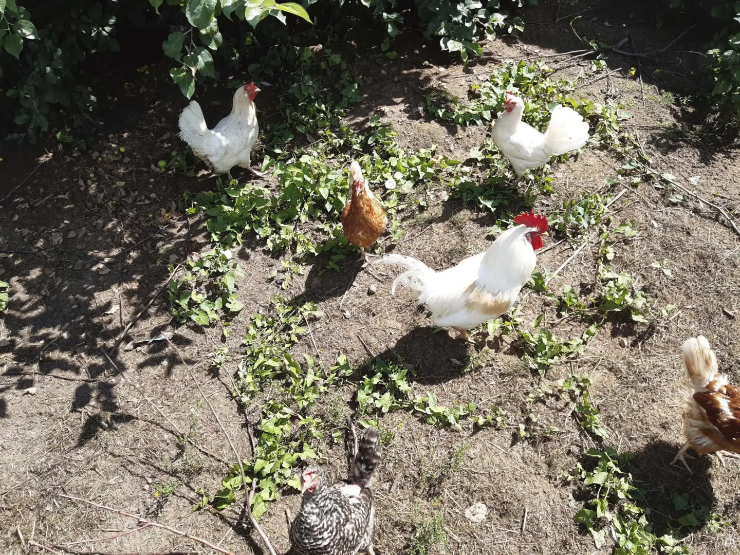 Дом в деревне Чернокуново