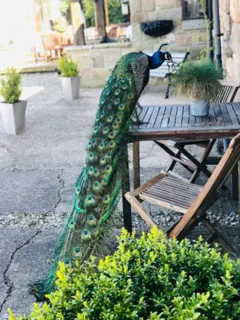 The Saddlery Cheshire