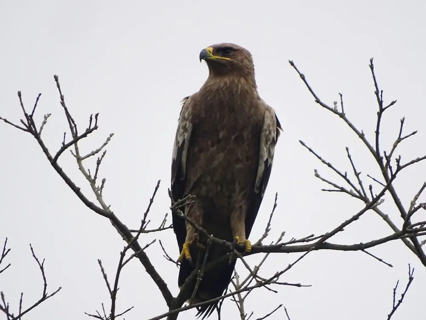 Kasara Resort - Chitwan National Park