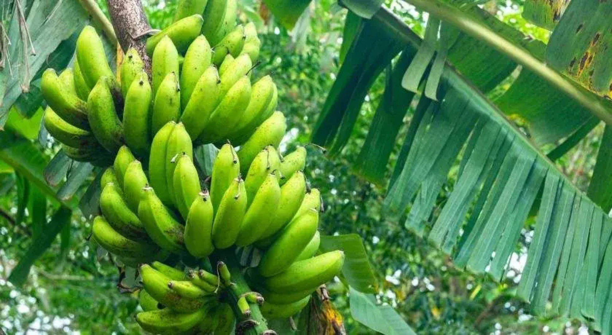 Nakijin Kominkanoyado Tsubameya