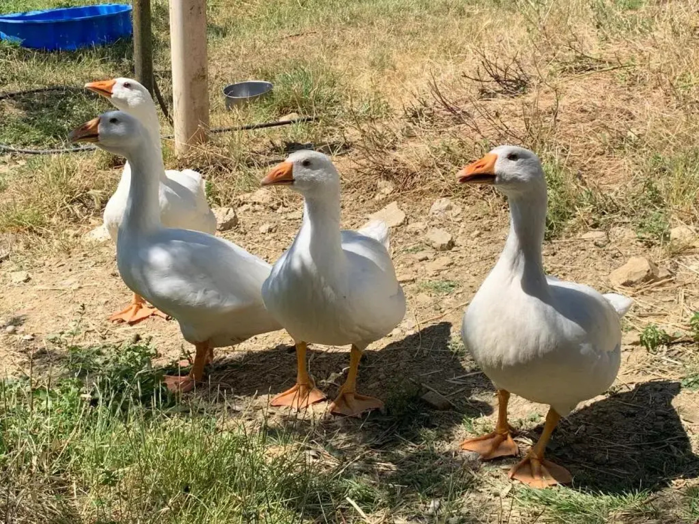 Case Coloniche Berni