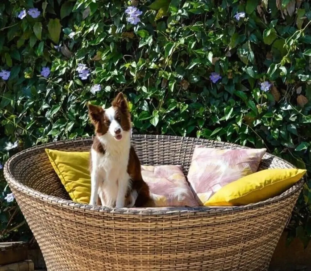 Chalés Santa Catarina