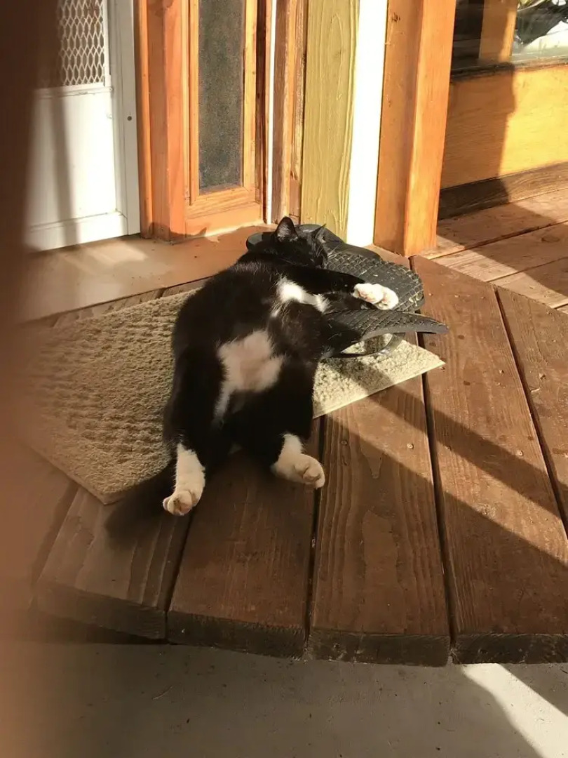 Sweet Spot Stay - Tikis and Treetops