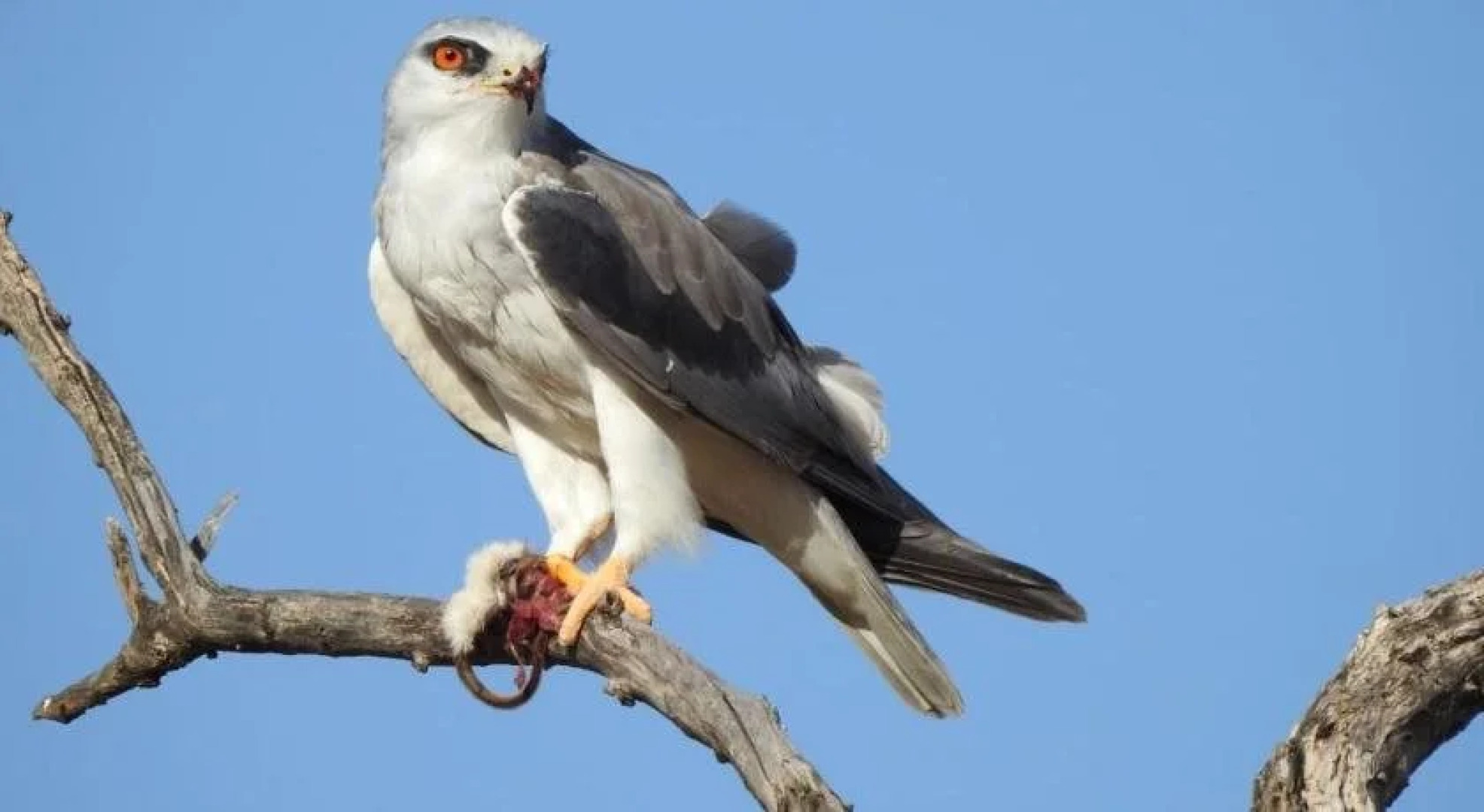 Tented Adventures Pilanesberg