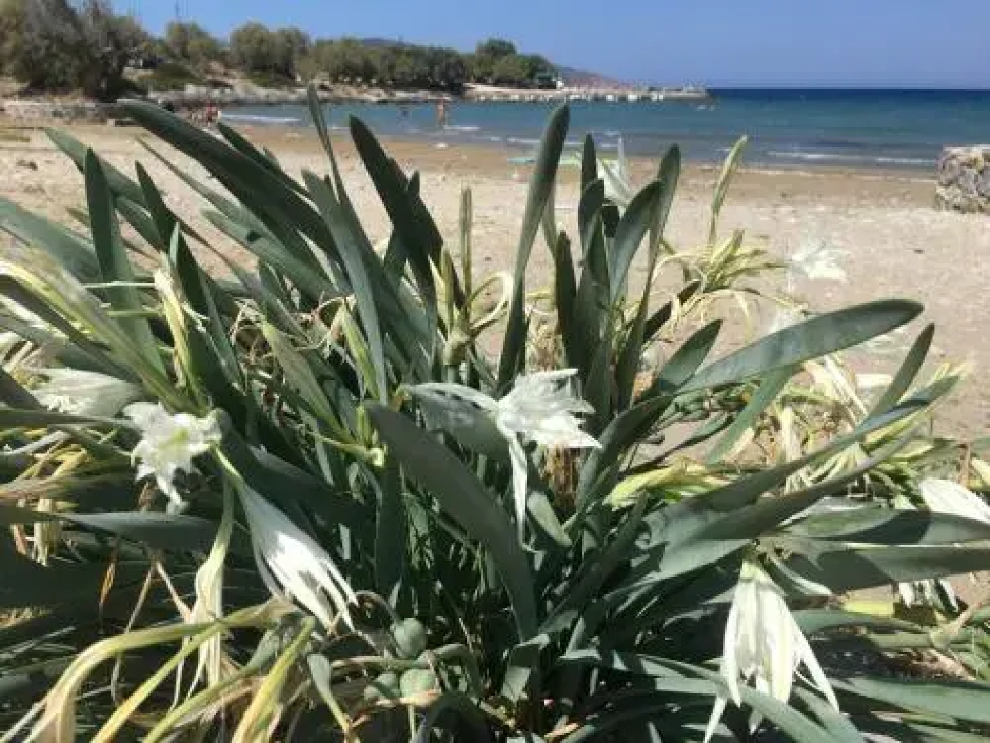Fissi Villas sea view detached holiday homes