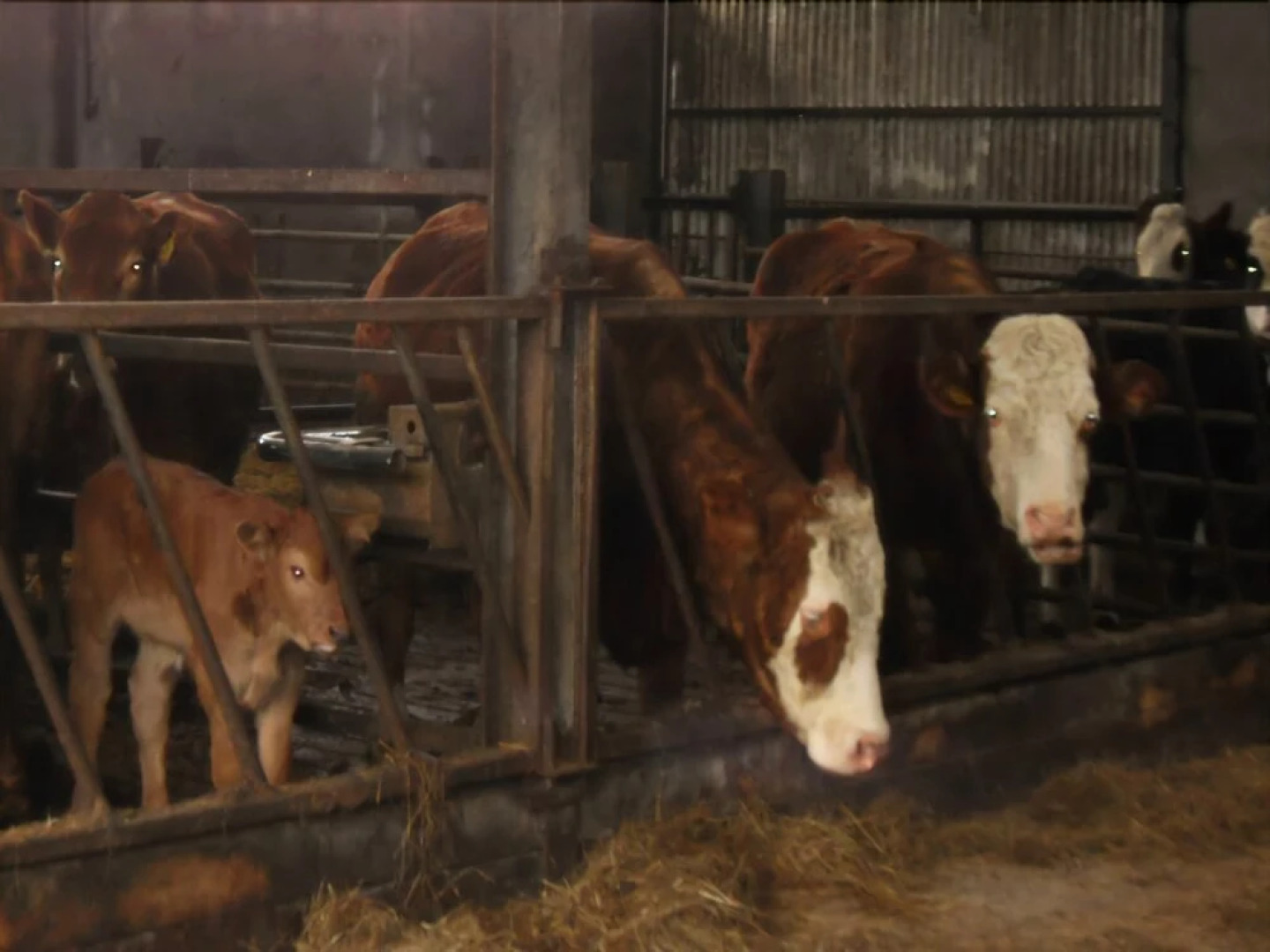 Willowfarmhouse Holiday House