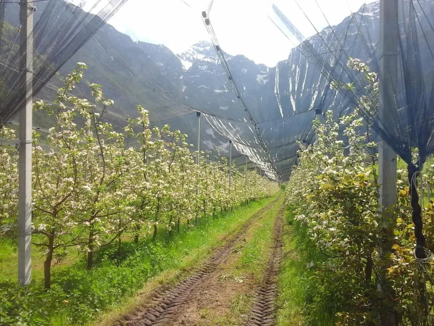 Agriturismo Pian Dei Tass