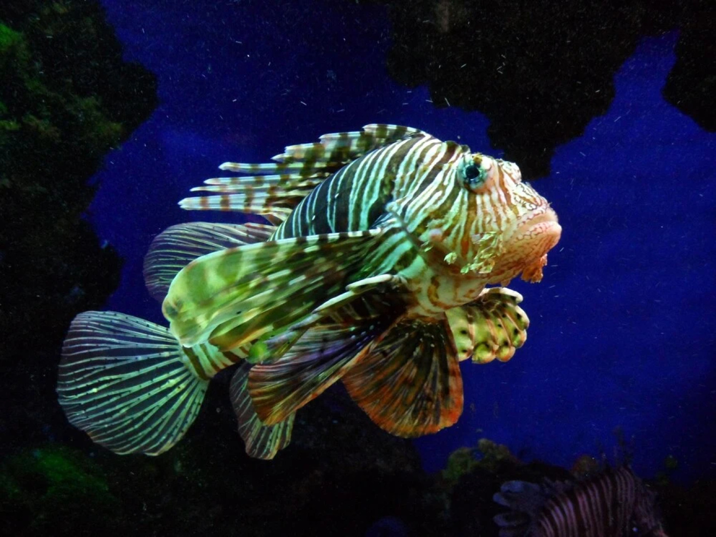 Sainte Agnès Cottages