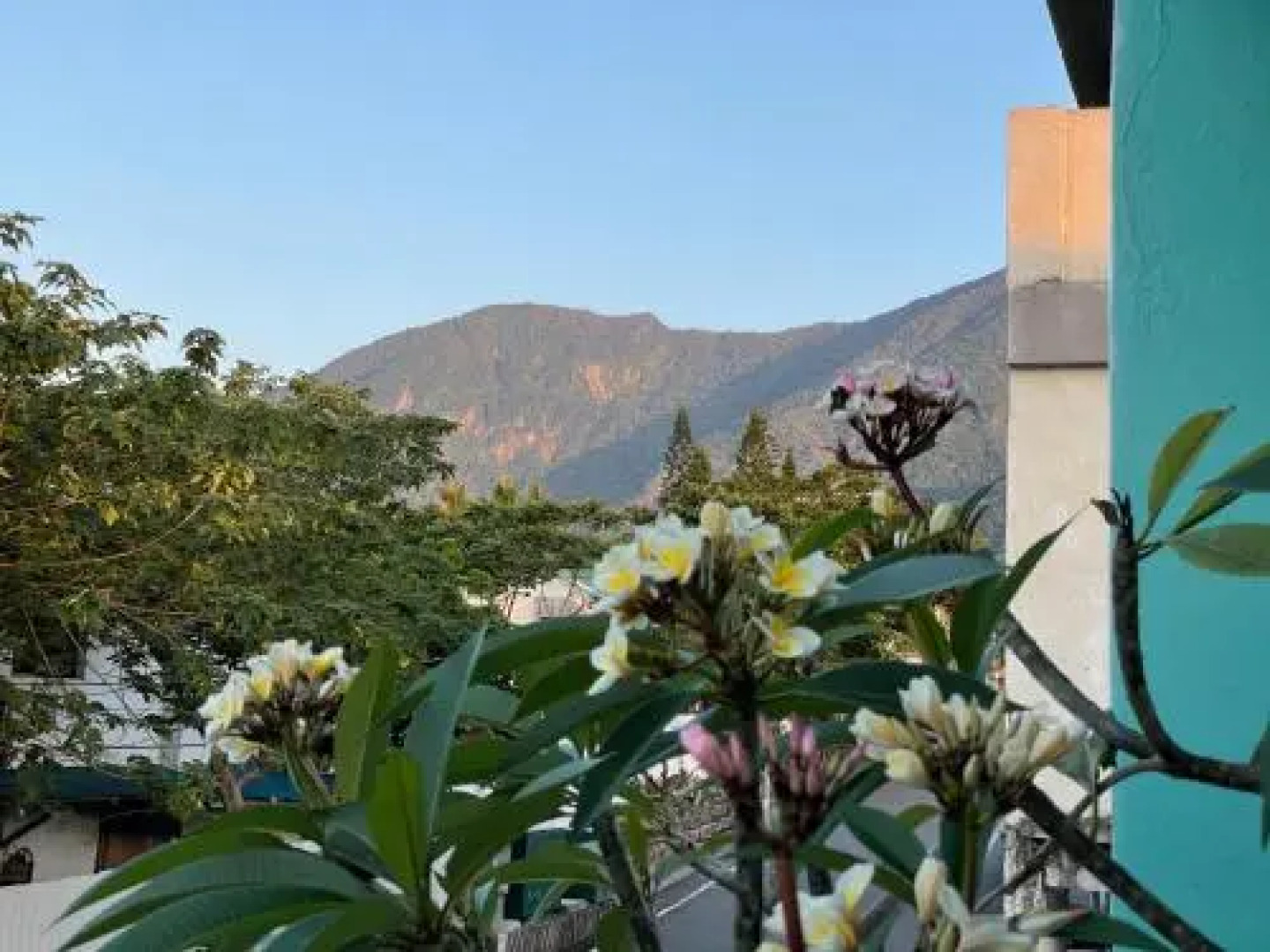 Backpacker Dog Hostel