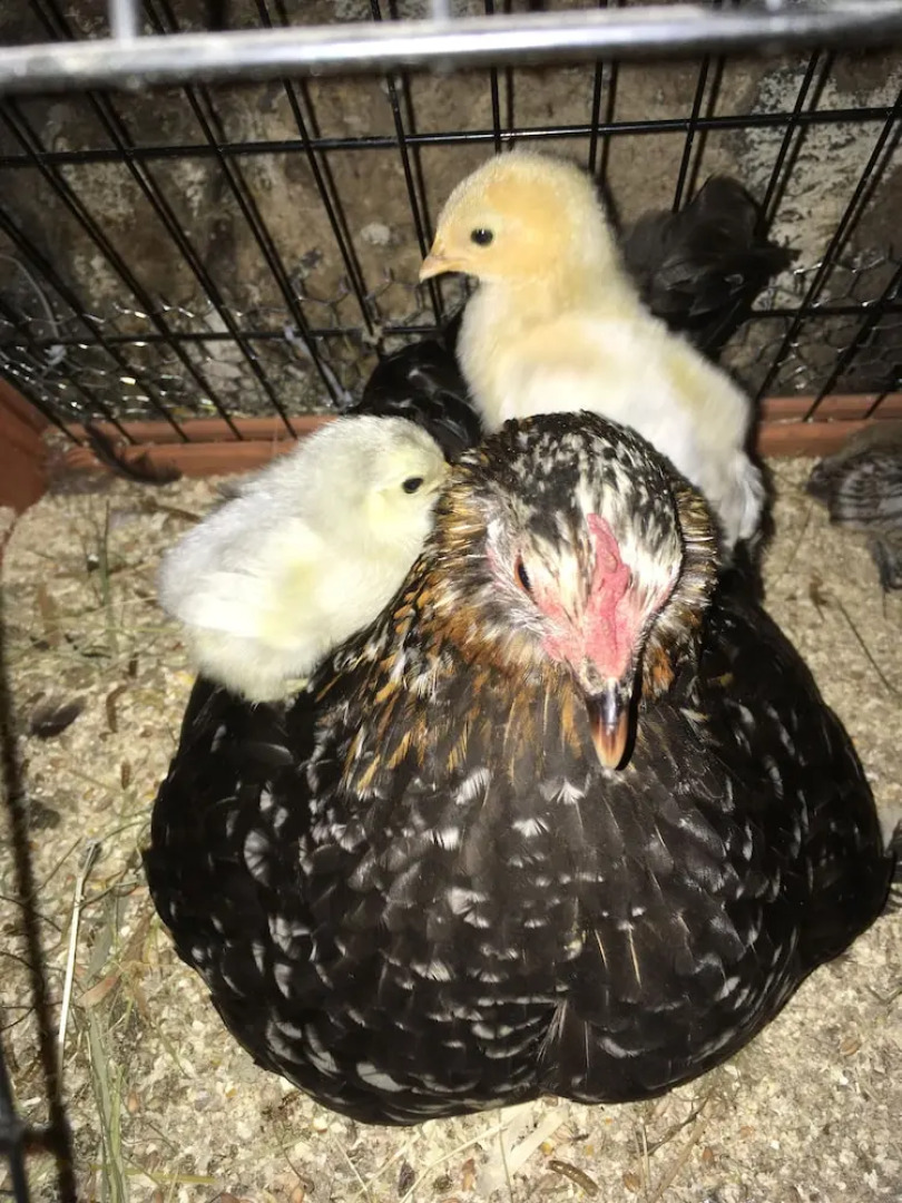 Gratton Grange Farm B&B