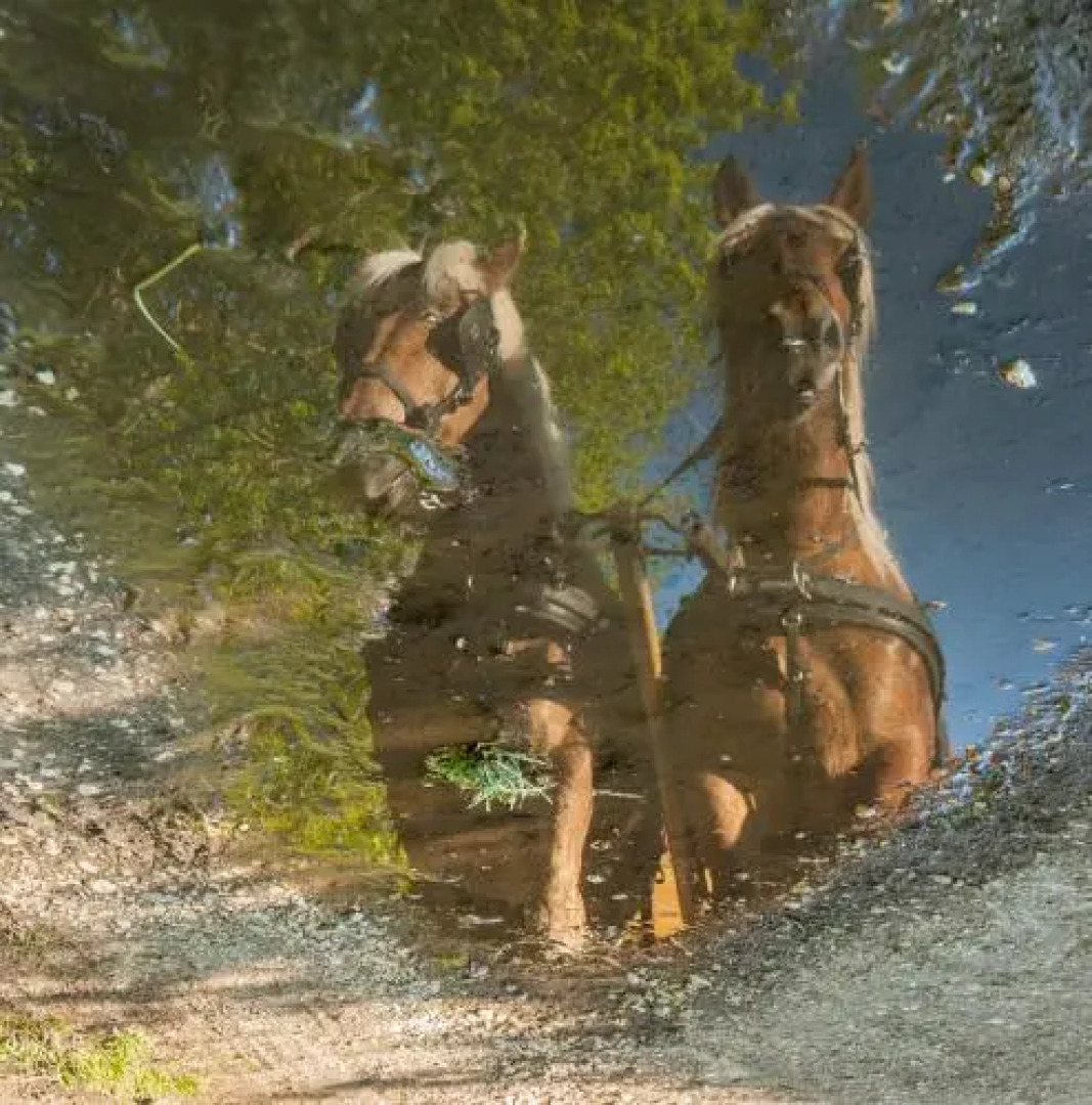 Roulotte des Greppes