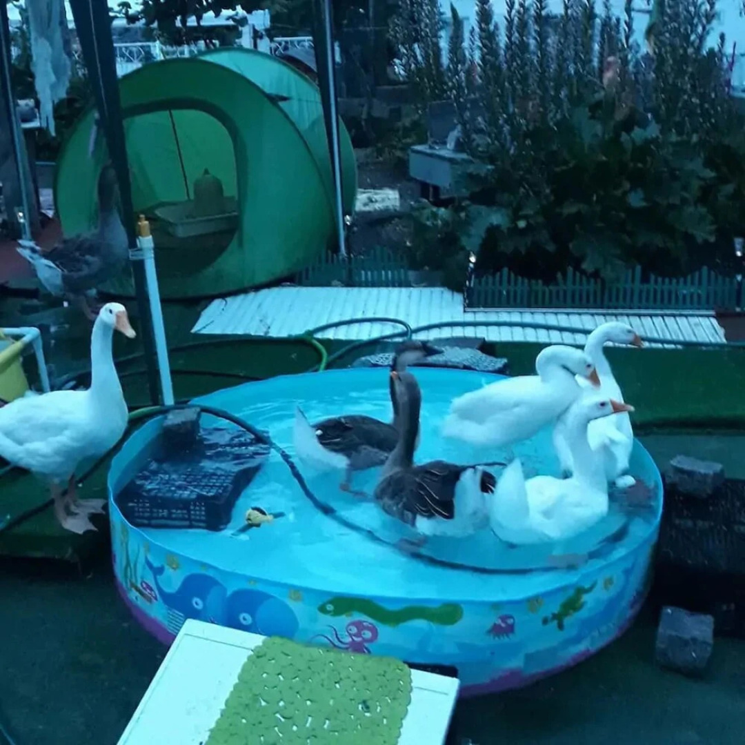 House with 3 Bedrooms in Paços de Ferreira, with Enclosed Garden And Wifi - 35 Km From the Beach