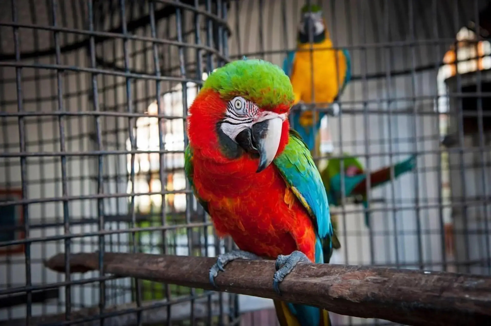 Hotel Boutique La Pergola