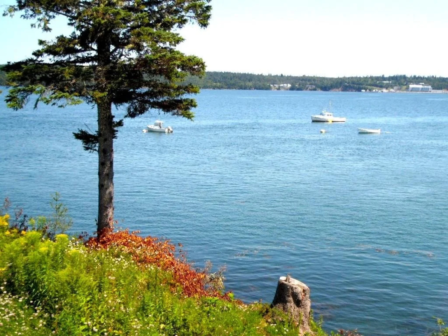 Redclyffe Shore Motor Inn