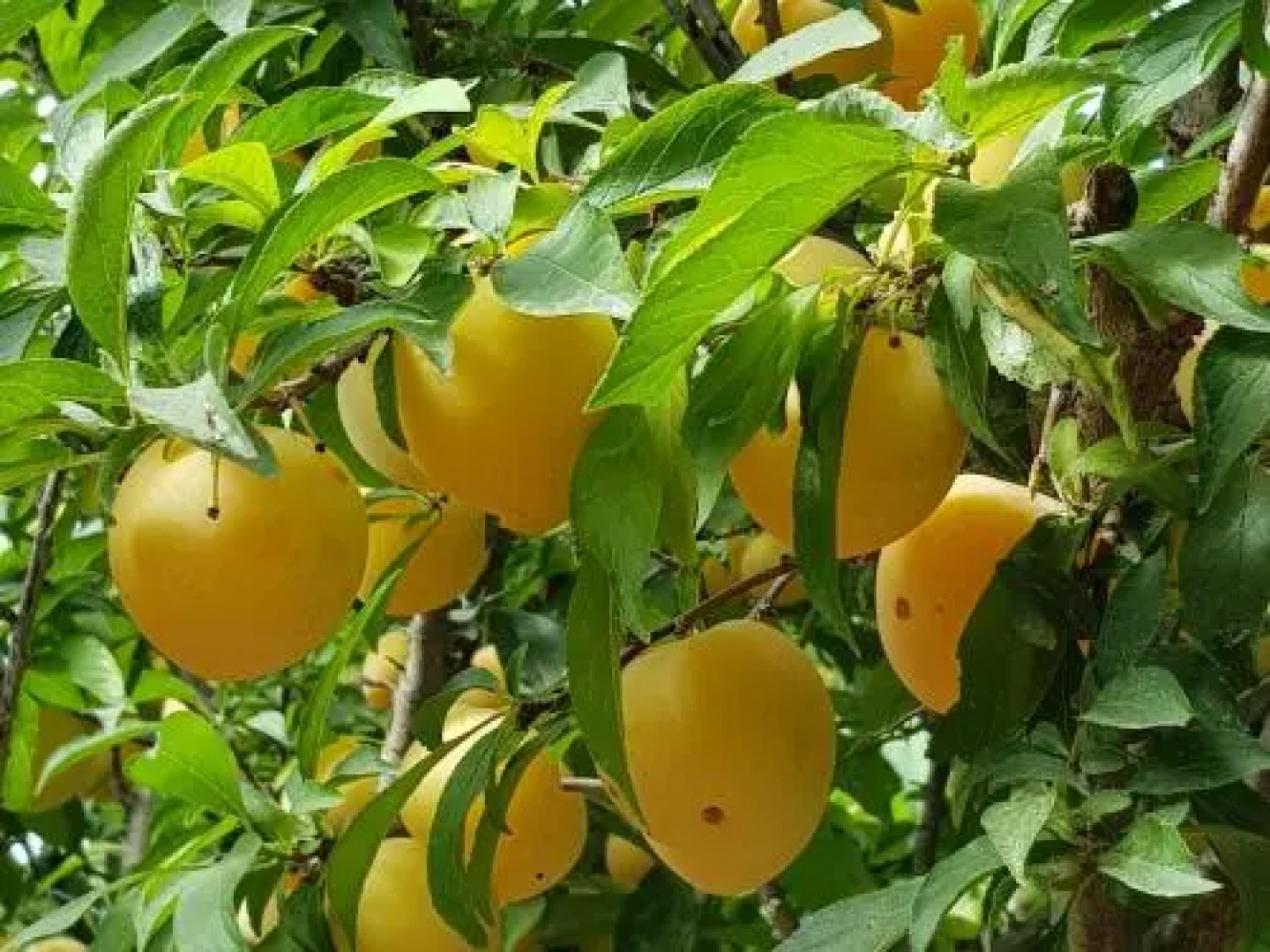 Las Casas de Colinas