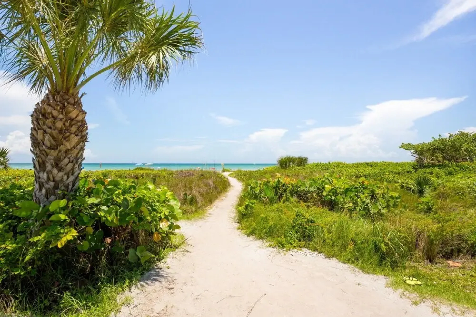 Loggerhead 443