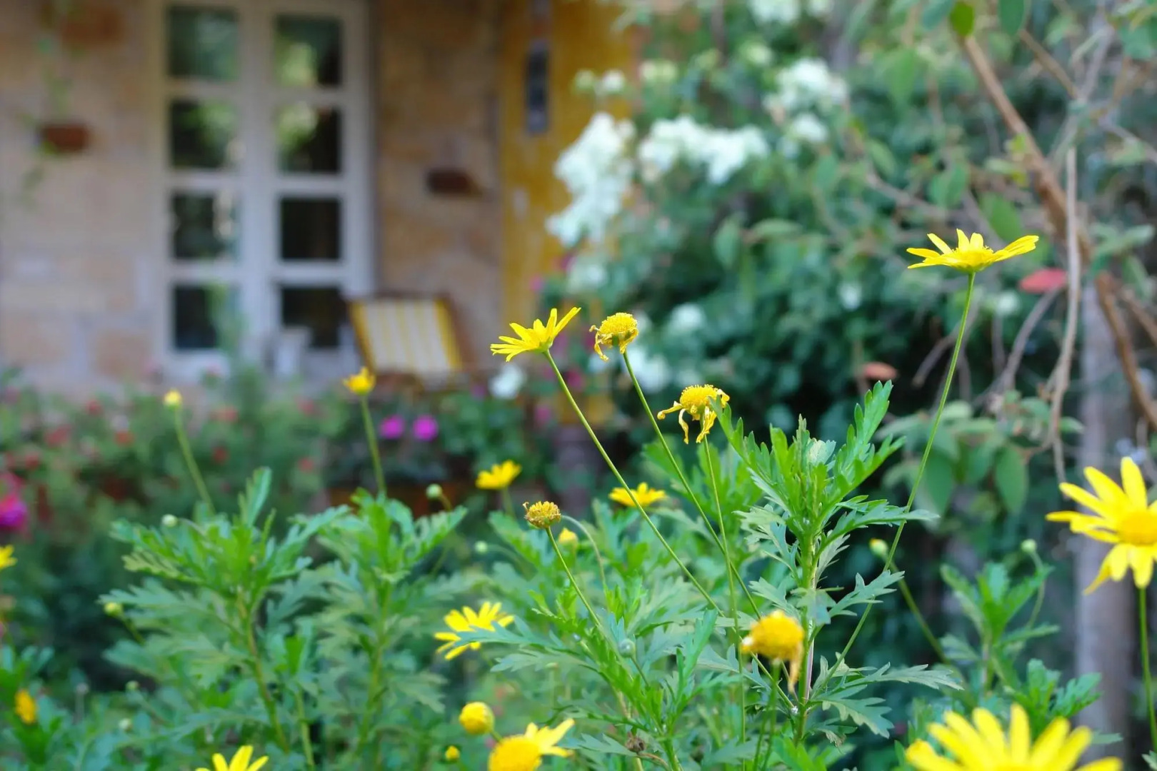 Hotel Posada Primavera