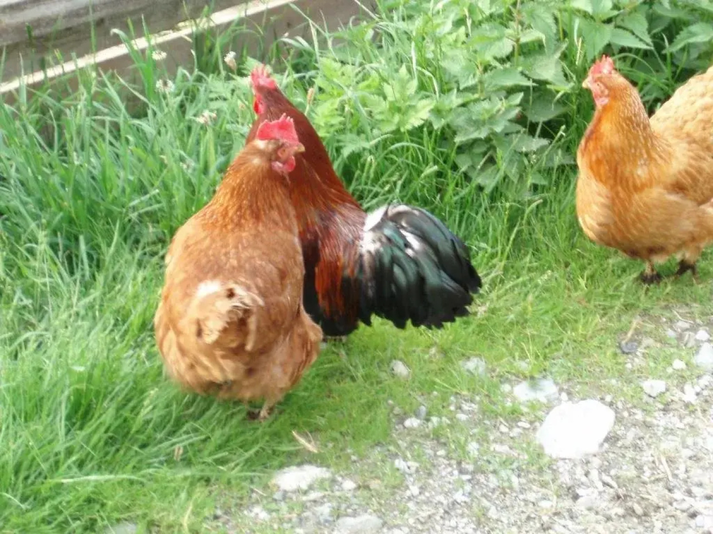 Apartments Rieserhof