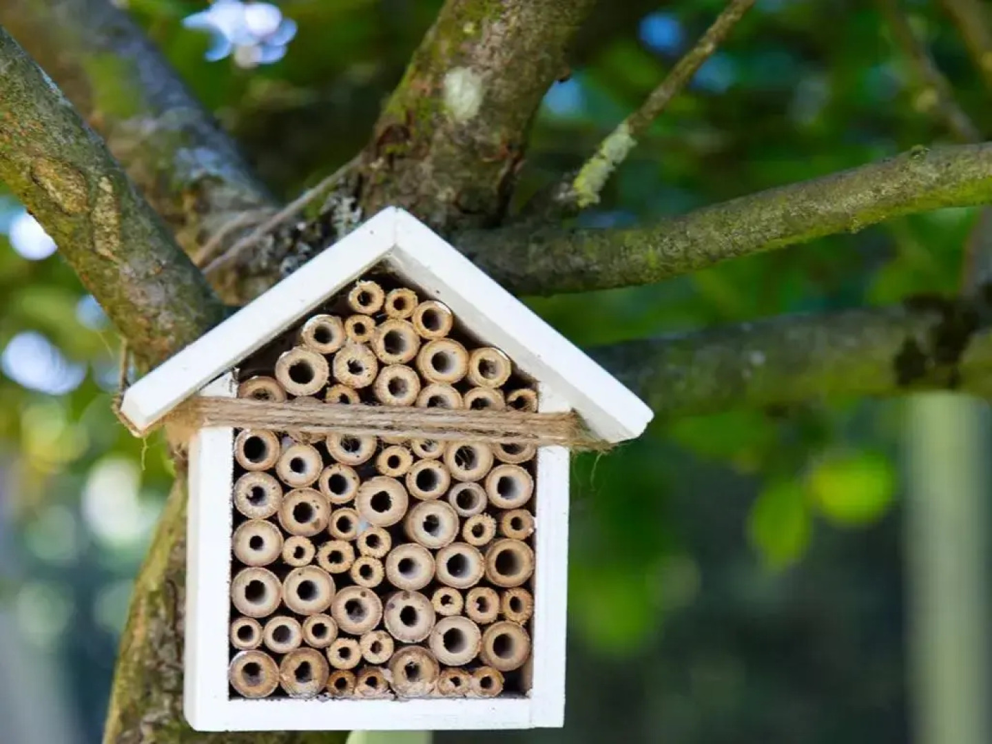 The Graig Bed and Breakfast Ludlow