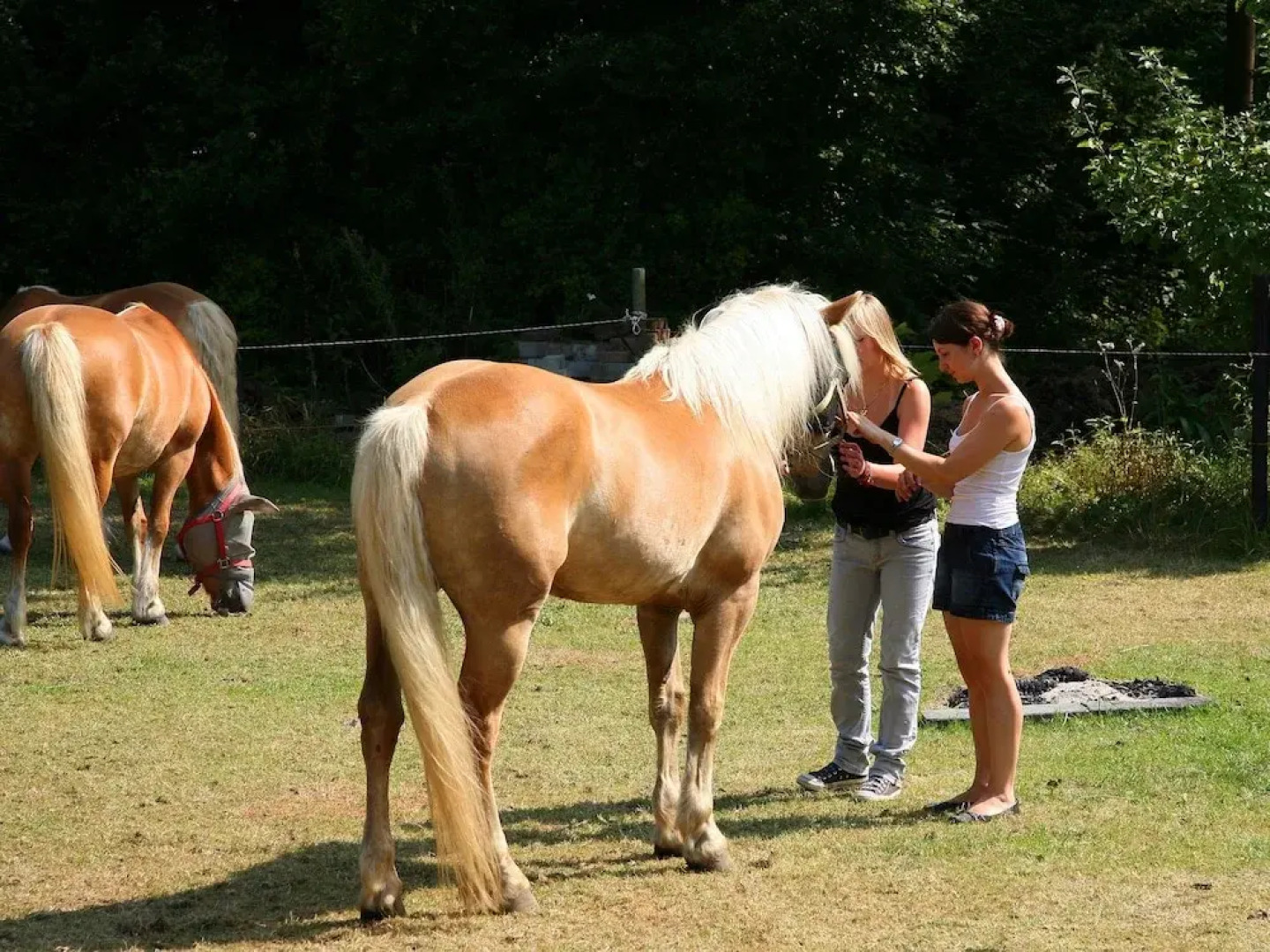 Holiday Home on a Dutch Coast in Veere near Forest