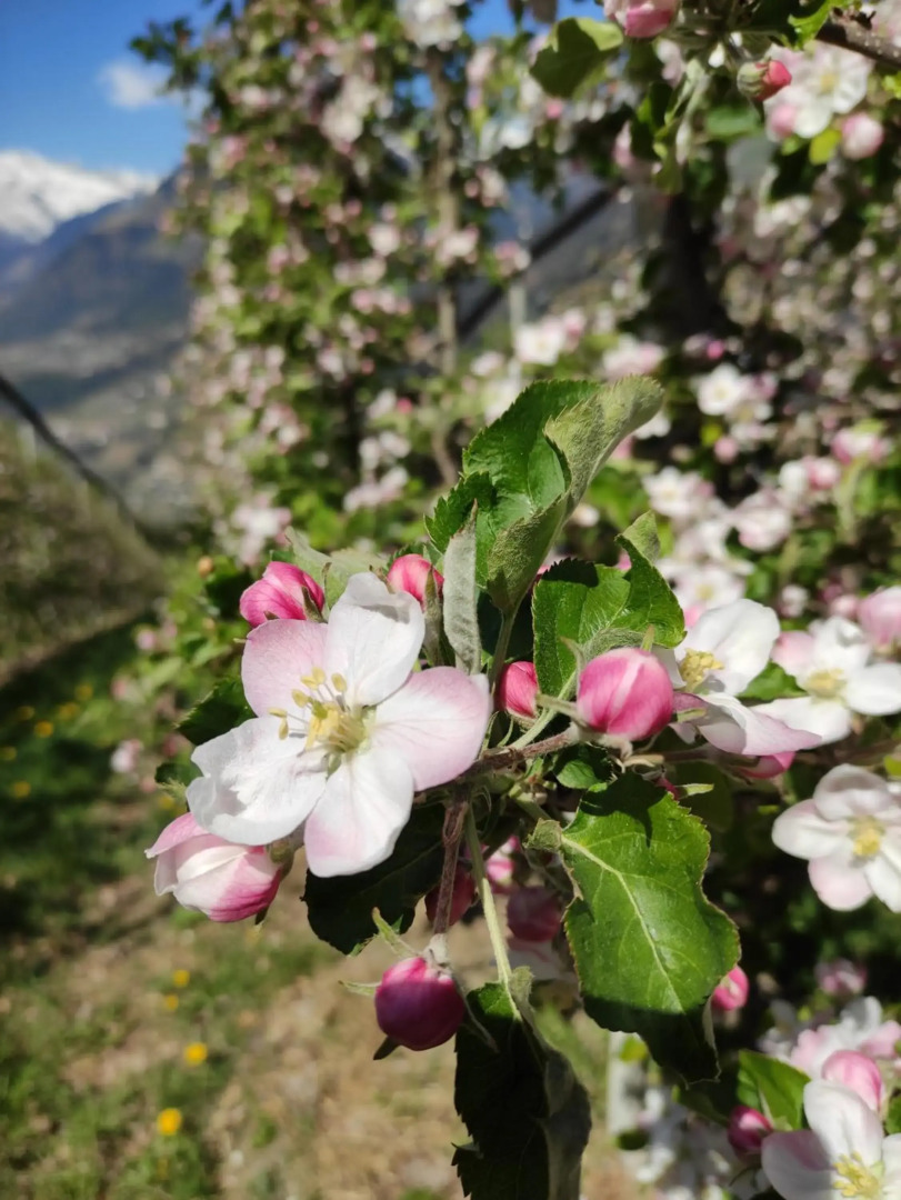 Prünsterhof Schenna