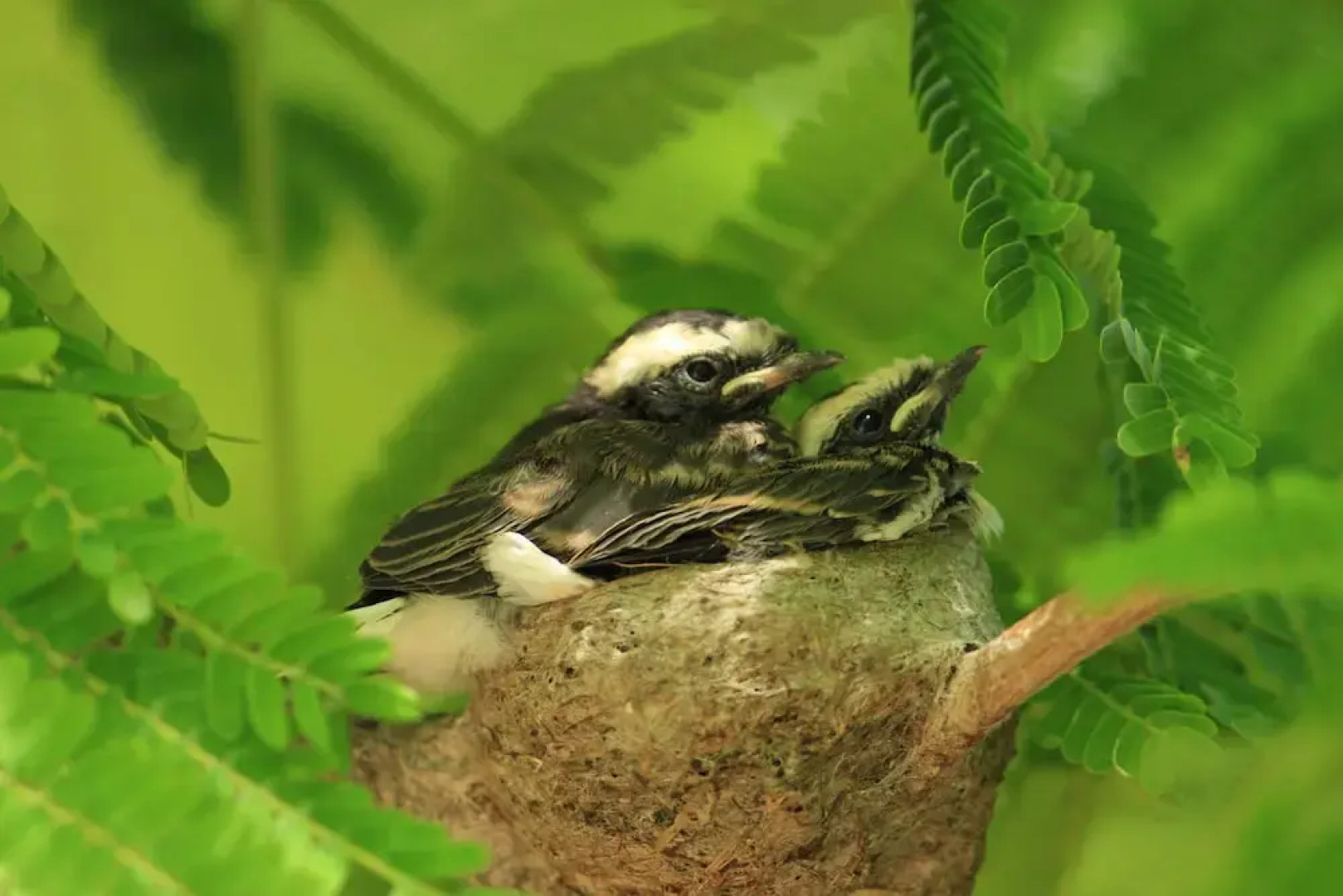 Tatsaraasa Resort and Spa Udaipur